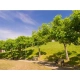CATALPA KATALPA Surmia odporna mróz - sadzonki 60 / 80 cm
